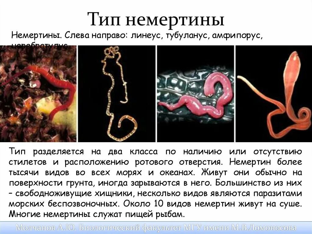 Немертины где обитает. Ленточный червь немертина. немертины строение. немертины представители.