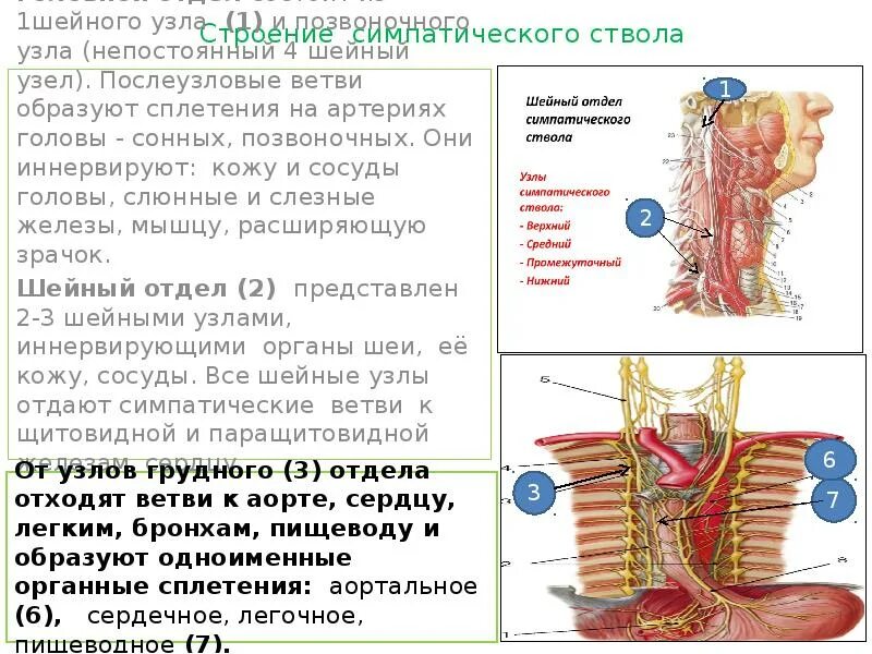 Узлы шейного отдела симпатического ствола. Шейное сплетение симпатического ствола. . Шейный отдел симпатического ствола, узлы, нервы. Симпатический ствол анатомия шейный отдел.