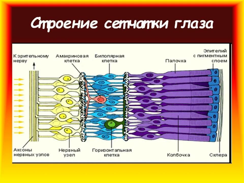 Сетчатая оболочка глазного. Строение сетчатки глаза человека схема. Строение слои клеток сетчатки. Структурные компоненты сетчатки. Строение сетчатки глаза анатомия.