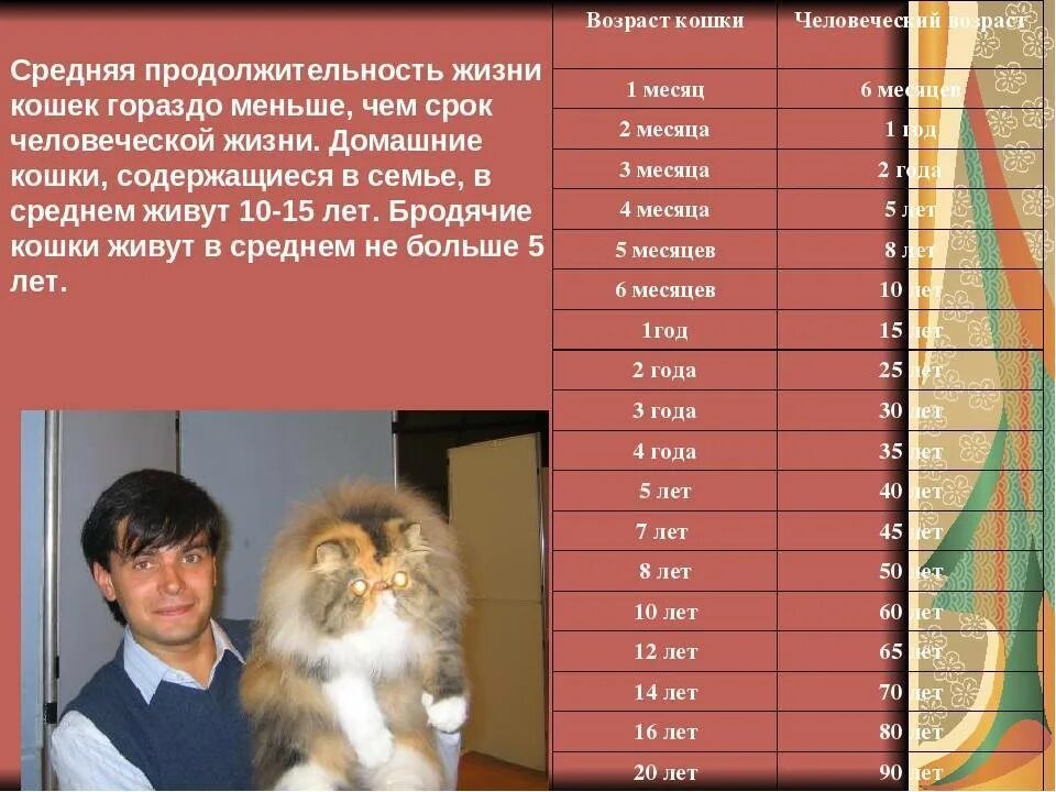 Продолжительность жизни кошек. Продолжиьельносььжизни котов. Средняя продолдительнрсть Дизни конек. Средняя Продолжительность жизни домашней кошки.