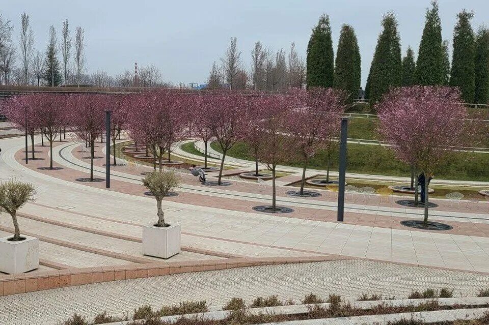 Парк Сакуры в Краснодаре. Сакура в парке Галицкого. Магнолия в парке Краснодар. Магнолия цветет в Краснодаре. Краснодар парк галицкого когда цветет сакура