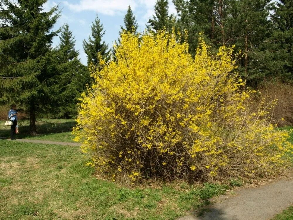 Ранний желтый кустарник фото. Форзиция Линвуд. Форзиция яйцевидная. Форзиция Тетраголд. Форзиция Линвуд Голд.