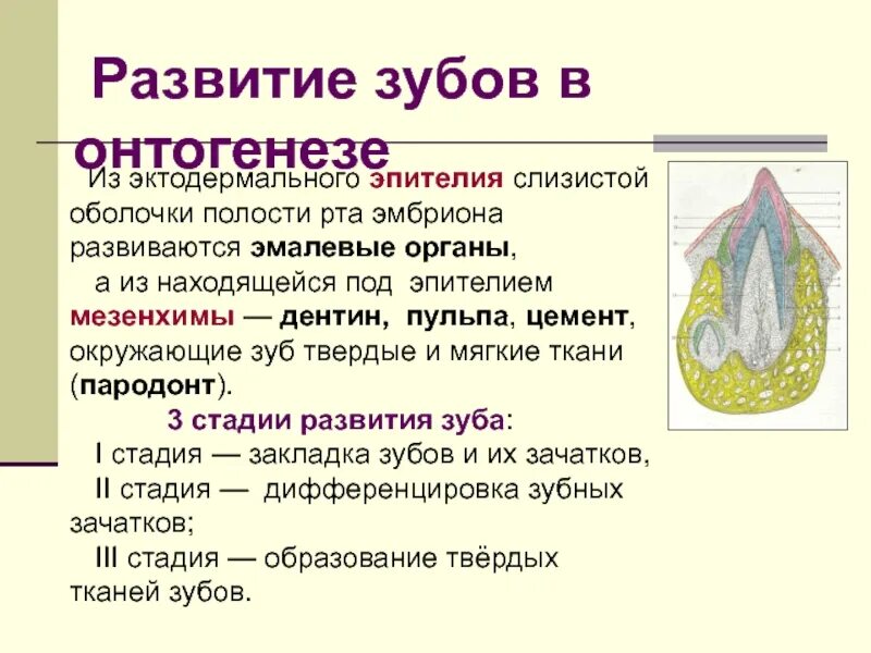 Этапы развития зуба. Стадии формирования зачатка зуба.