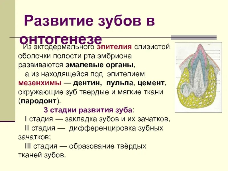 Периоды развития зубов гистология. Стадии формирования зачатка зуба. Развитие зубов у человека