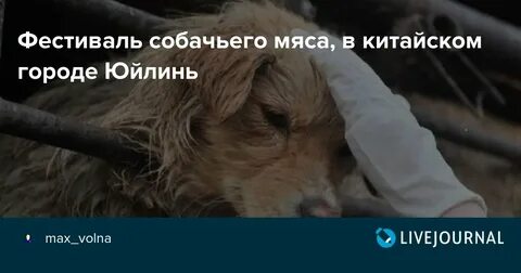 Дайте собакам мясо