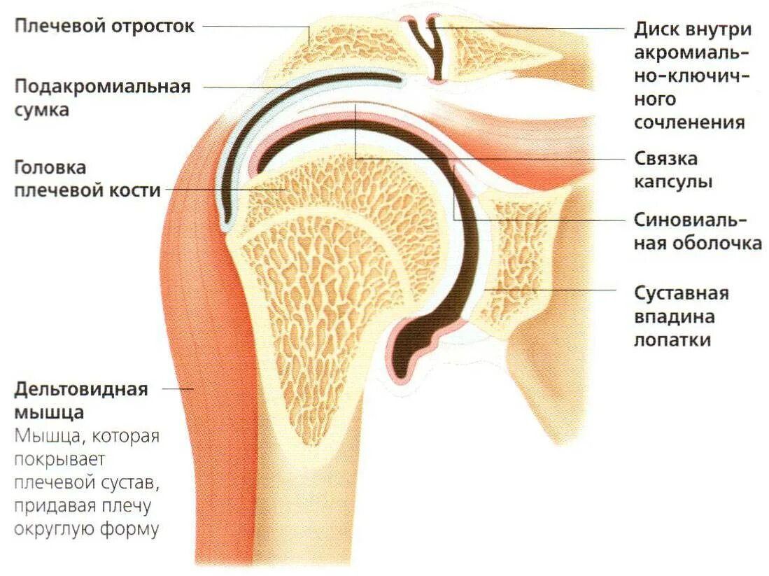 Анатомия плечевого сустава. Строение связок плечевого сустава. Субакромиальное пространство плечевого сустава. Плечевой сустав анатомия строение. Суставная капсула плечевого сустава анатомия.