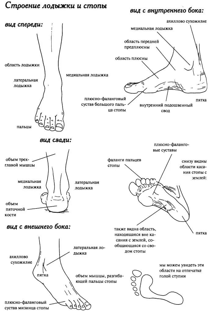 Строение стопы ноги снизу. Как называются части стопы человека. Строение ноги голень голеностоп. Как называется косточка на ноге сбоку. Боли в правом голеностопном суставе