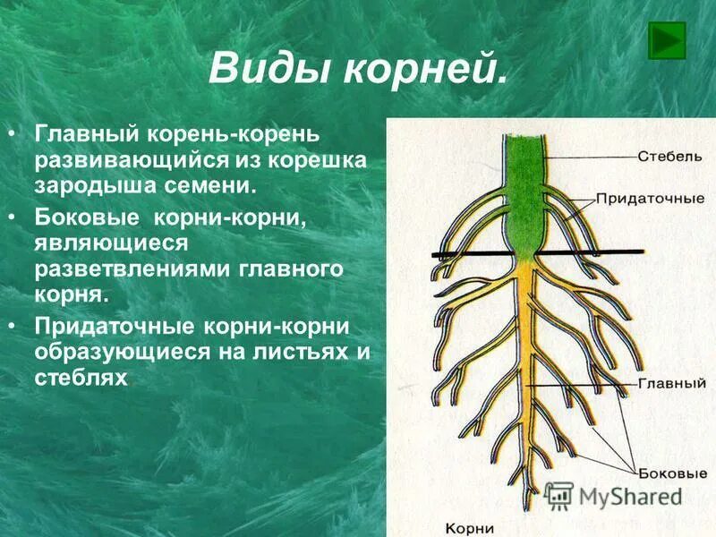 Главный корень боковой корень придаточный корень. Строение корня придаточные корни.