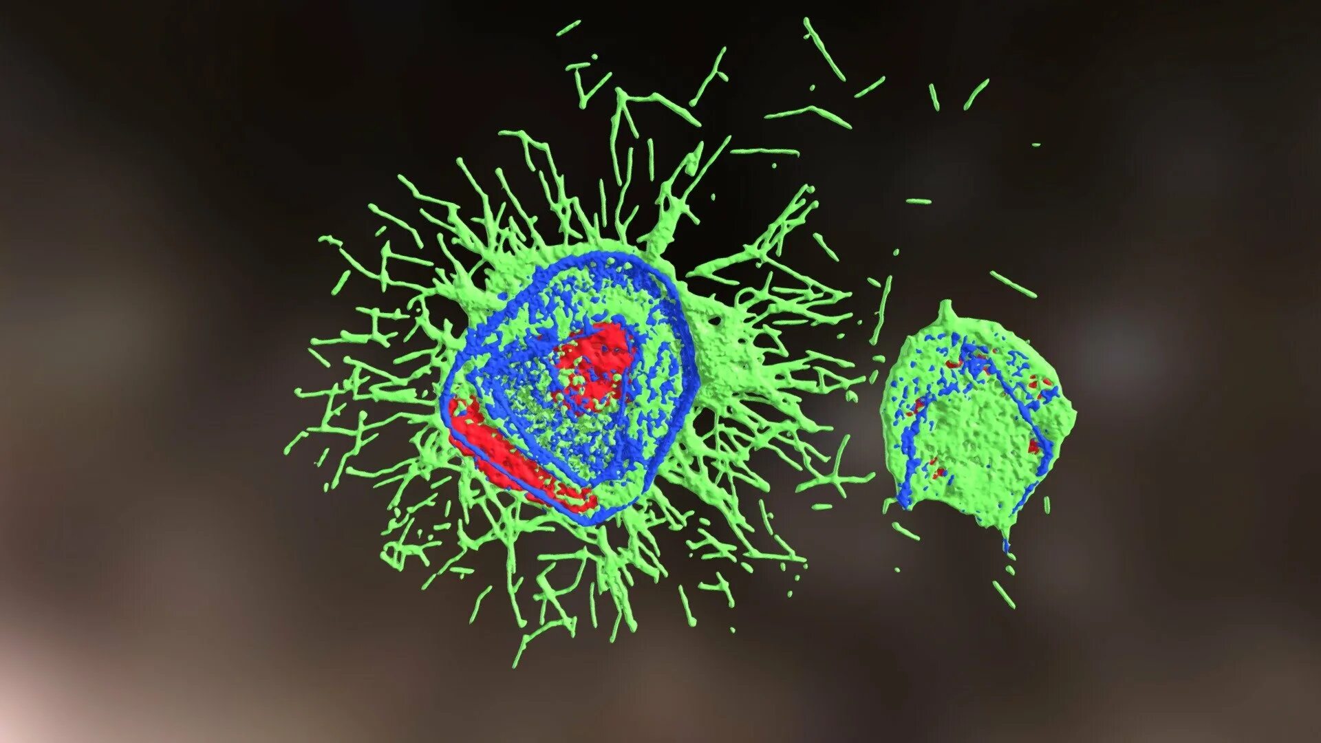 Вирус influenza. Polinosa morbillarum. Вирус гриппа под микроскопом. Вирус гриппа под микроскопом для детей. Вирусы гриппа d