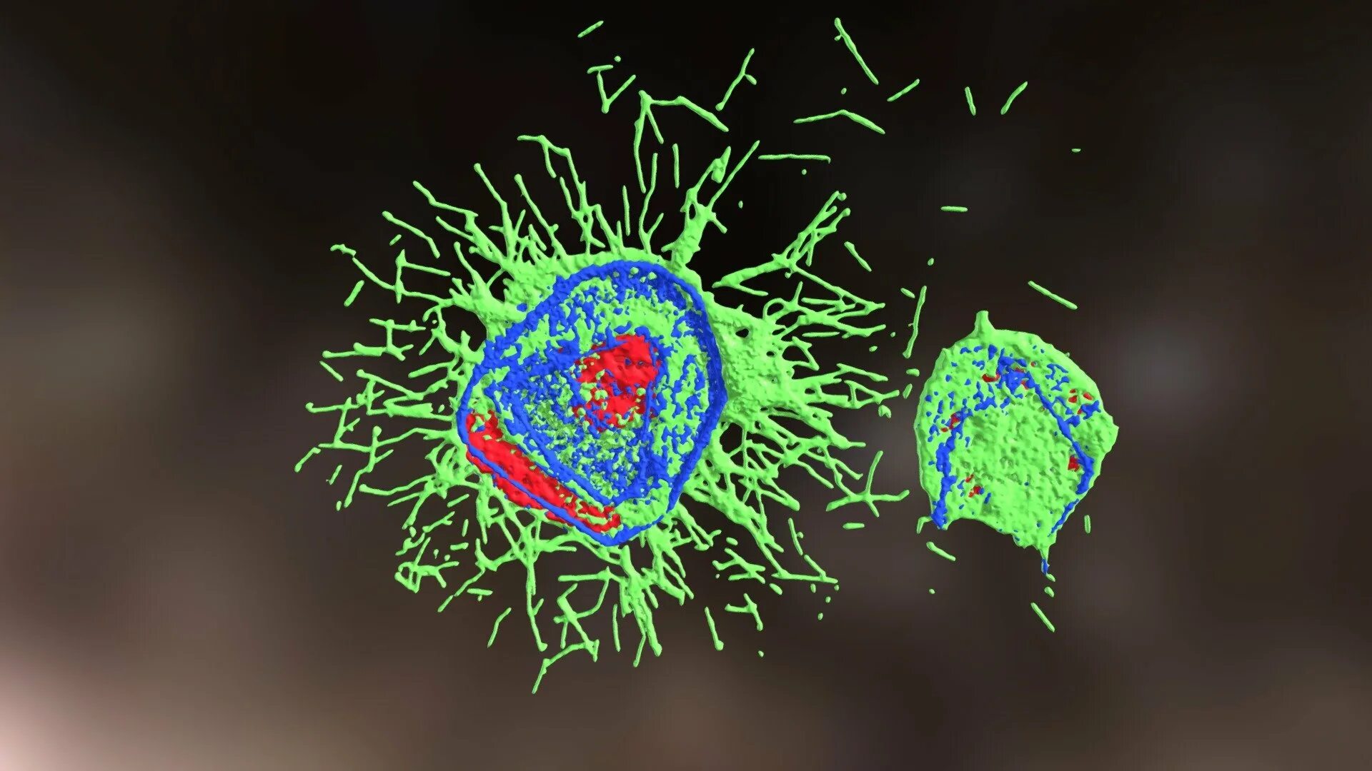 Вирус гриппа под. Вирус influenza. Polinosa morbillarum. Вирус гриппа под микроскопом. Вирус гриппа под микроскопом для детей.