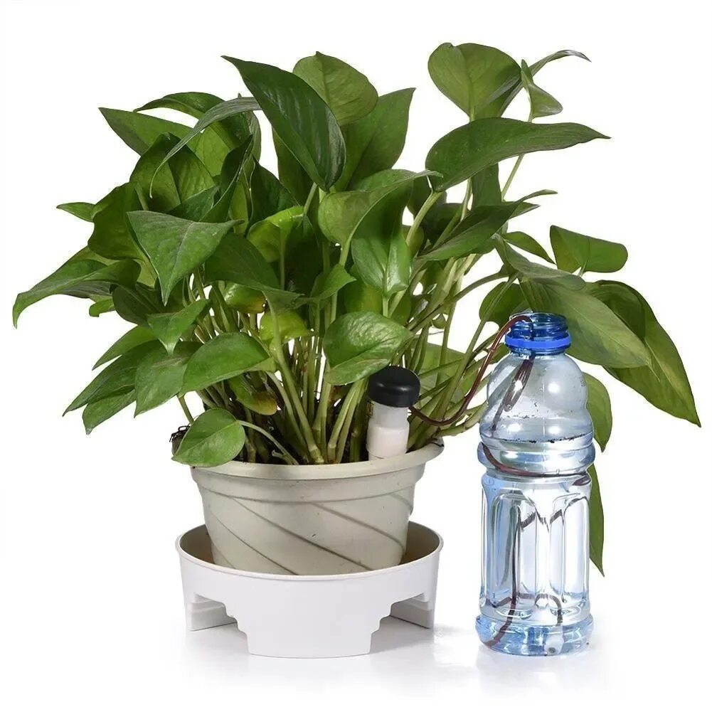 Оставить цветы без полива. Комнатные растения без полива. Фитильный полив комнатных растений. Автополив для микрозелени. Комнатные растения без полива.