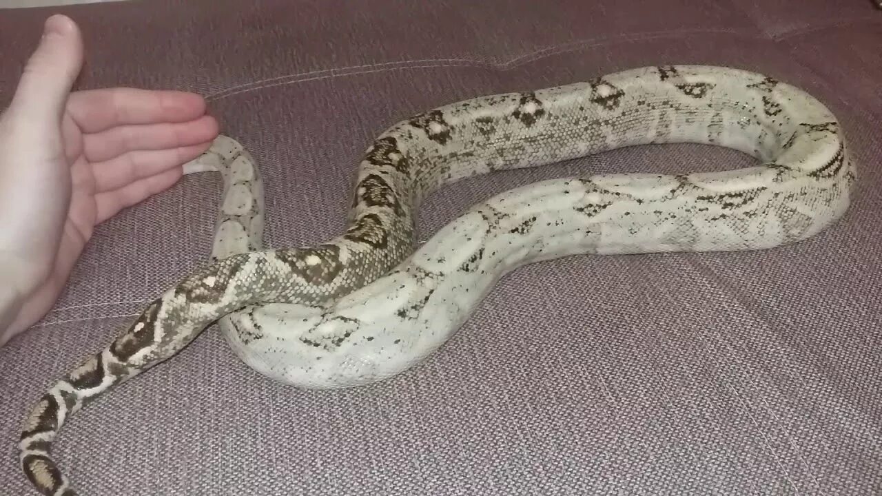 Boa constrictor. Питон боа констриктор. Императорский питон. Monitor vs boa constrictor!. Удав главная.