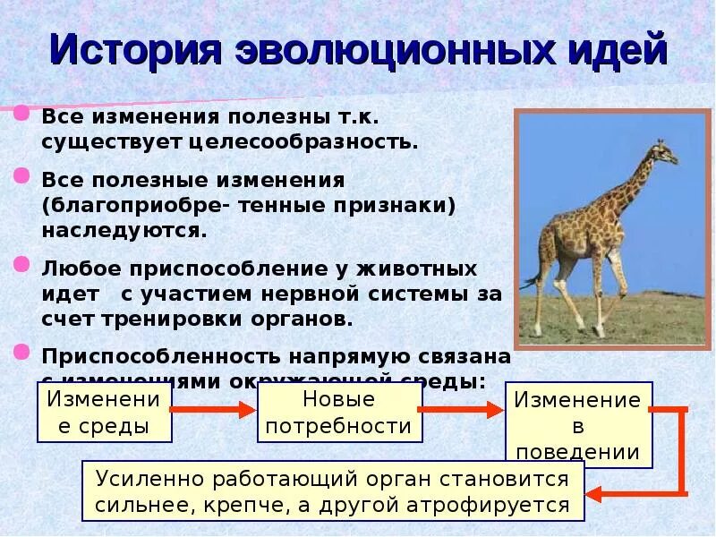 Периоды в биологии Эволюция. Эволюционное учение. История эволюционных идей. Развитие эволюционного учения. Эволюционные изменения в обществе