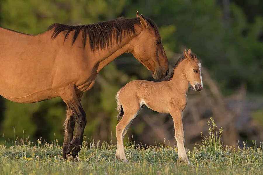 конь кобыла жеребенок. потомство лошади. конь лошадь жеребенок. гнедой мустанг. лошадь с жеребенком.
