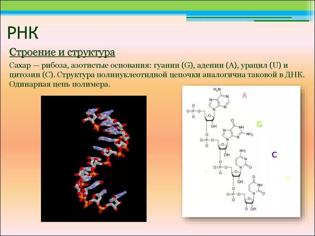 Особенности молекулы рнк. Строение полимера РНК. РНК полимер структура. Полимер РНК формула. Структура РНК.