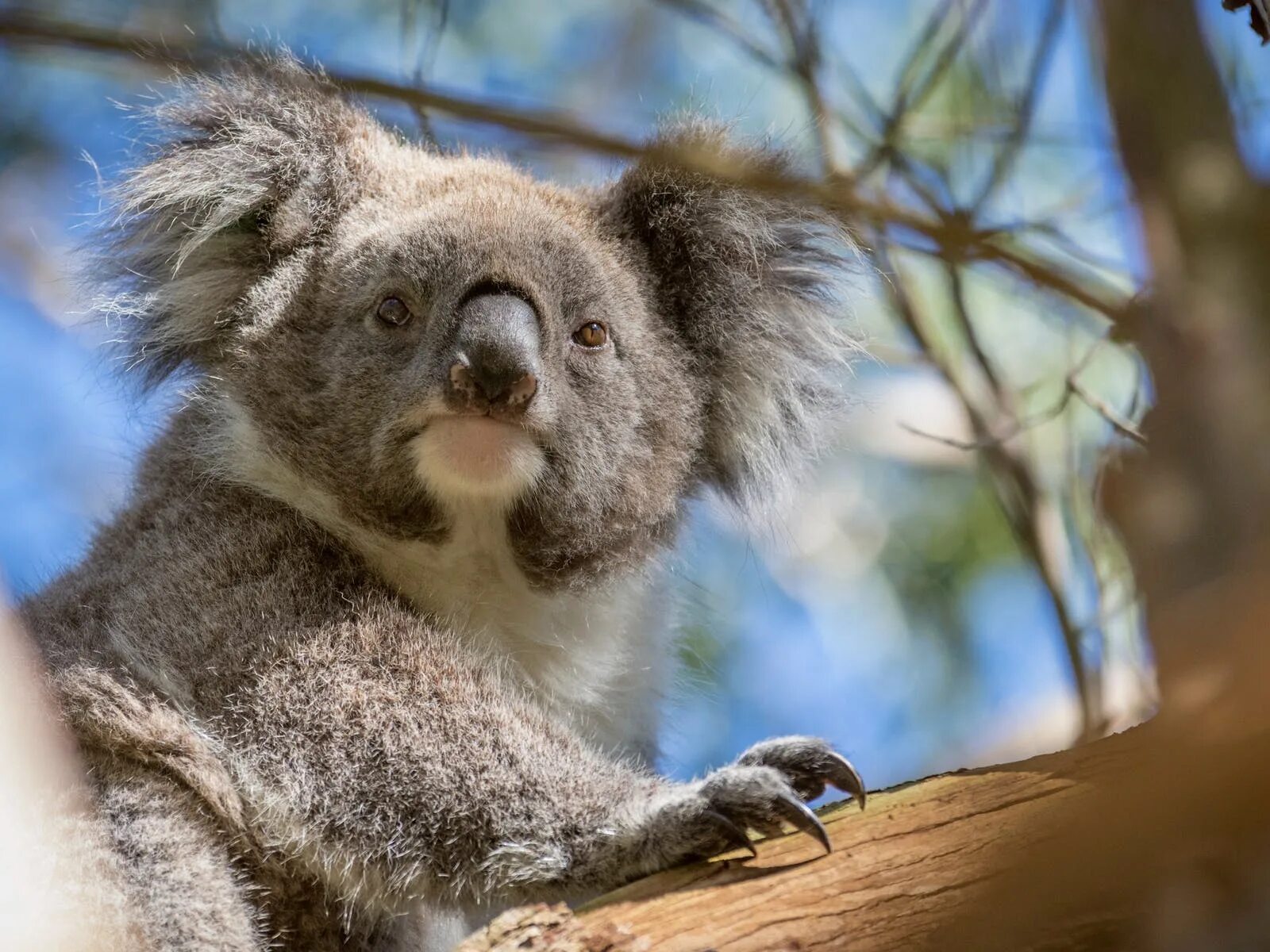 Коала остров. Остров коала. Australian Sightseeings.
