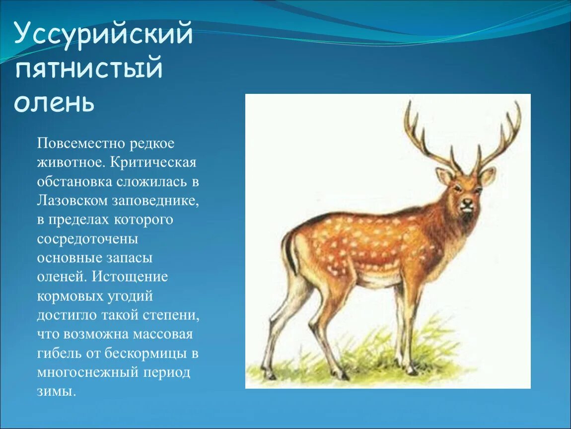 Краткое содержание оленей. Пятнистый олень Уссурийский заповедник. Лазовский заповедник пятнистый олень. Уссурийский пятнистый олень описание. Уссурийский пятнистый олень красная книга России.