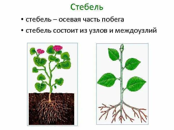 Стебель функции. Осевая часть стебля. Стебель осевая часть побега растения. Стебель ось побега. Стебель это осевая часть у растения.