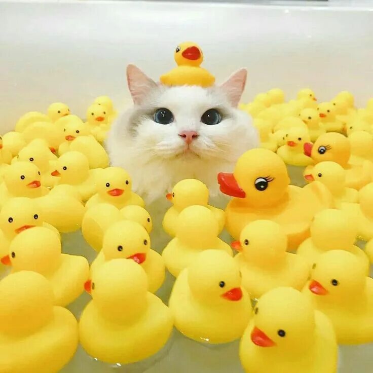 Cat duck. Котик в ванне с уточками. Котик и уточка. Милые уточки. Милые кошки.