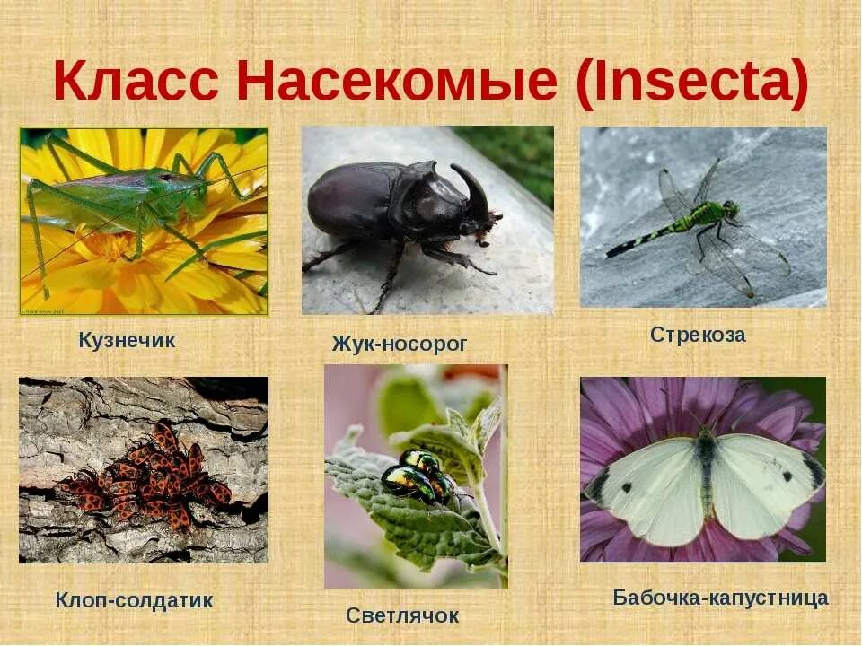 Представители насекомых. Класс насекомые. Представители насекомых 7 класс.