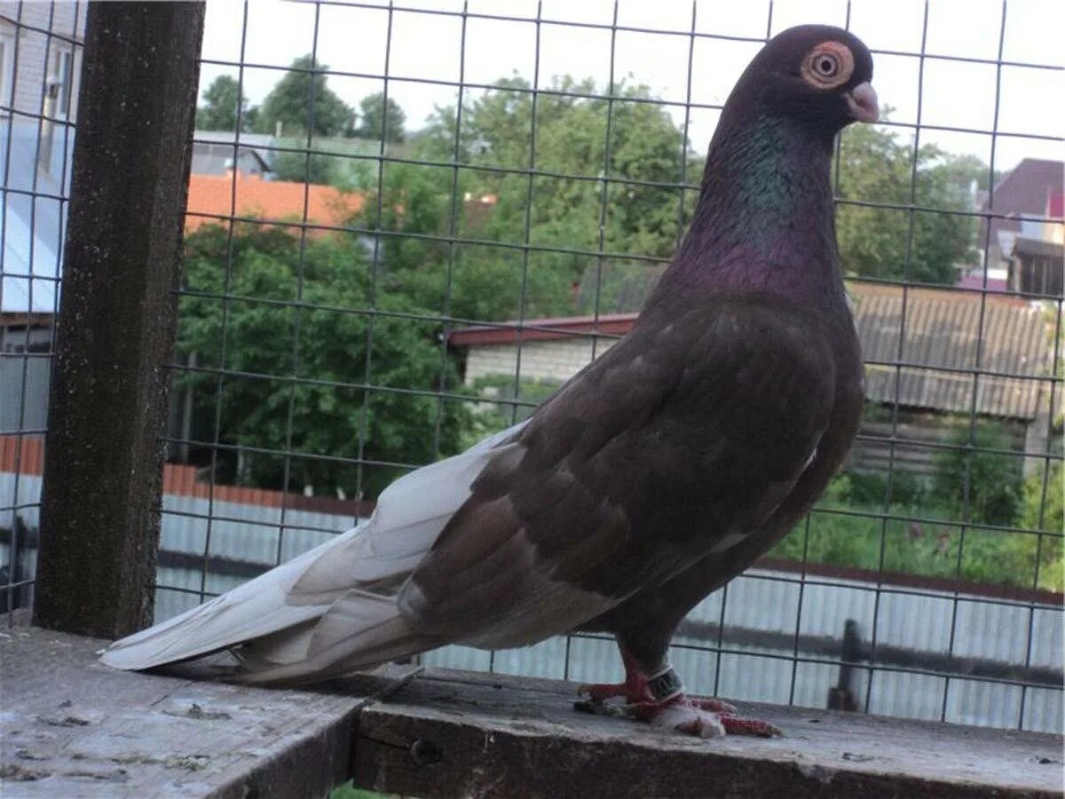 Московские голуби. Московские голуби. Московские голуби. Городские птицы москвы. Голуби на улице.