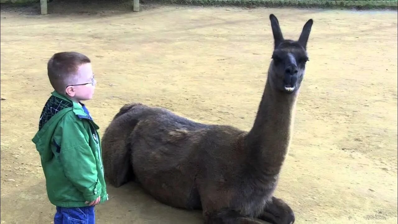Video llama