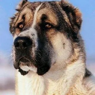 Кавказ азиат