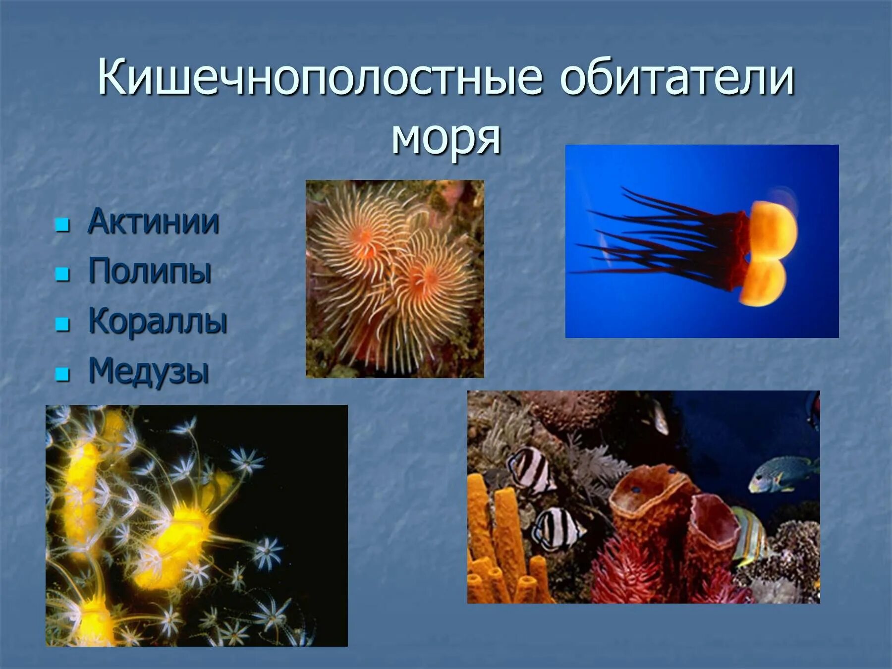 Многообразие кишечнополостных. Кишечнополостные полипы и медузы. Медузы кораллы актинии. Представители коралловых кишечнополостных. Кораллы полипы Кишечнополостные.