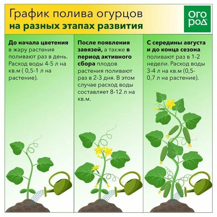 Поливная норма для огурца в открытом грунте. График полива огурцов. График полива овощей. Таблица полива растений.