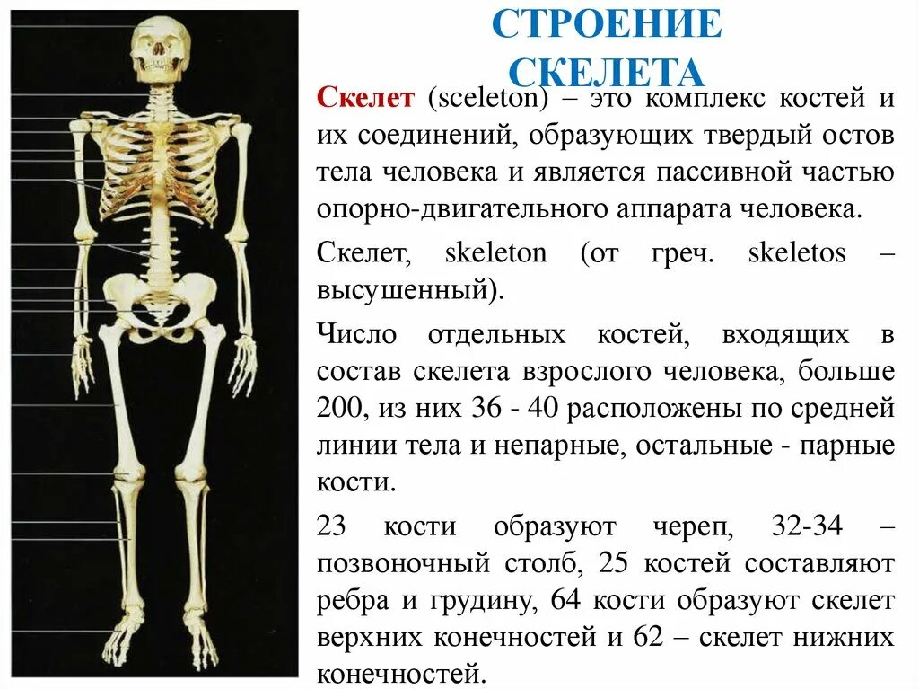 Скелет строение состав. Строение костей, строение скелета.. Скелет человека кратко. Общий план строения скелета.