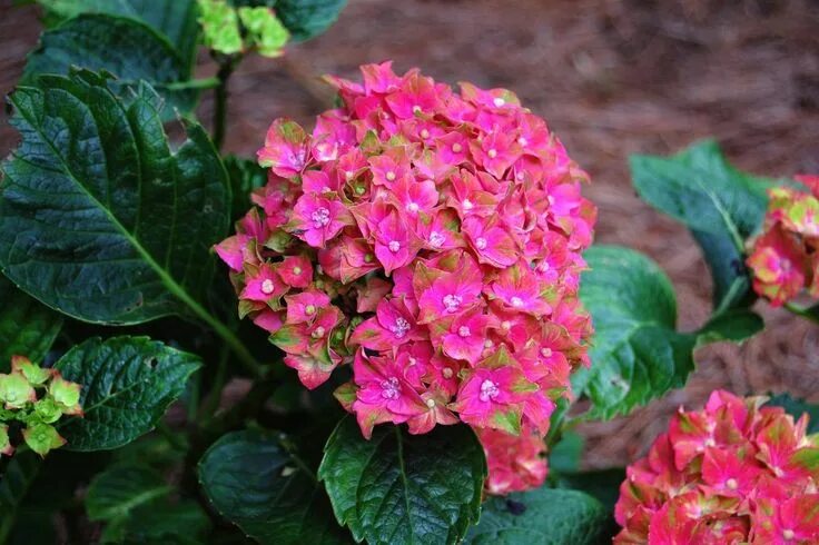 Hortensias Bloemplanten, Hortensia tuin, Hortensia