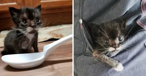 Котенок очень мало ест