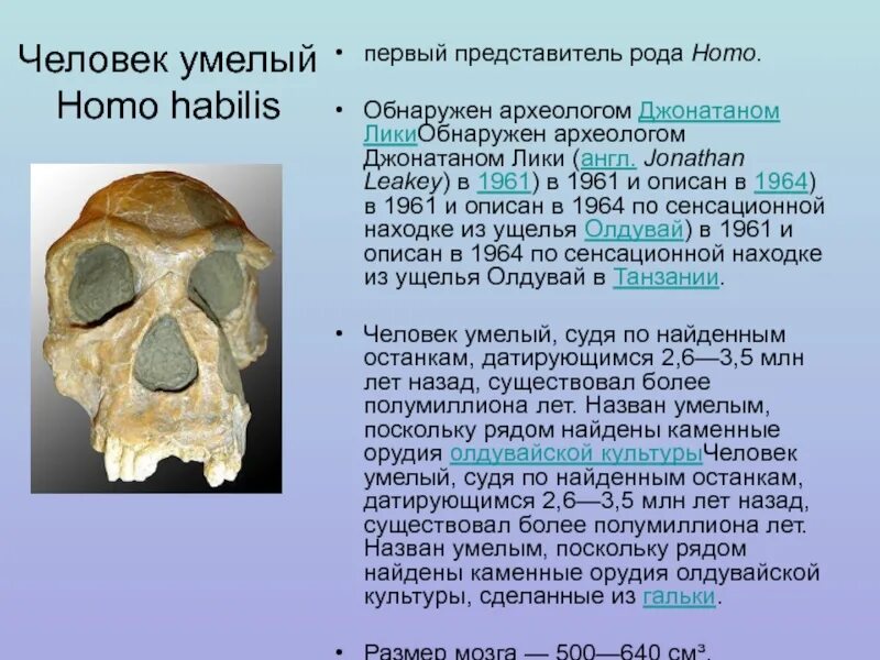 Человек умелый homo habilis череп. Homo habilis объем мозга. Строение черепа человека умелого. Первые представители рода человек