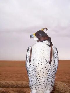 Falcon al