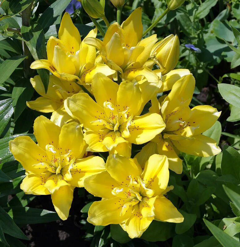 Лилия сандью махровая. Лилия фата моргана белая. Лилия моргана фото. Лилии азиатские махровые фата моргана. Лилия фата-моргана фото.