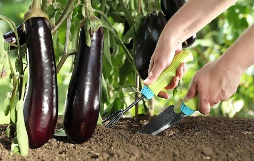 Подкормка огурцы помидоры перец. Баклажаны в теплице. Удобрение для баклажан. Сбор урожая баклажан. Теплица для баклажанов.