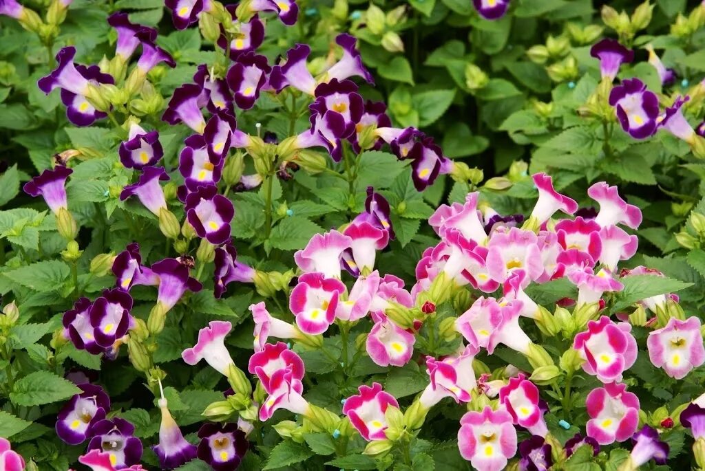 торения каваи бургунди. торения фурнье kauai magenta. торения фурнье kauai magenta. торения дюшес смесь f1. торения дюшес.