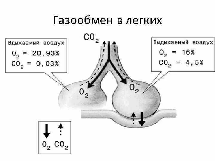 Схема легочного и тканевого газообмена. Схема газообмена в легких. Обмен газов в легких схема. Механизм обмена газов в легких. Обмен газов между легкими