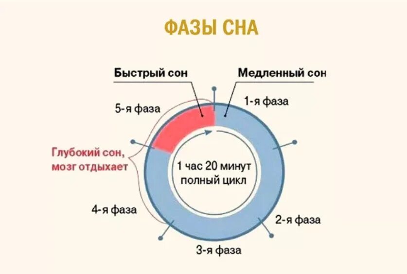 Фаза быстрого сна сколько. Быстрая фаза и медленная фаза сна. фазы быстрого и медленного сна таблица. как понять в какой фазе сна человек. фазы сна схема быстрый и медленный сон.