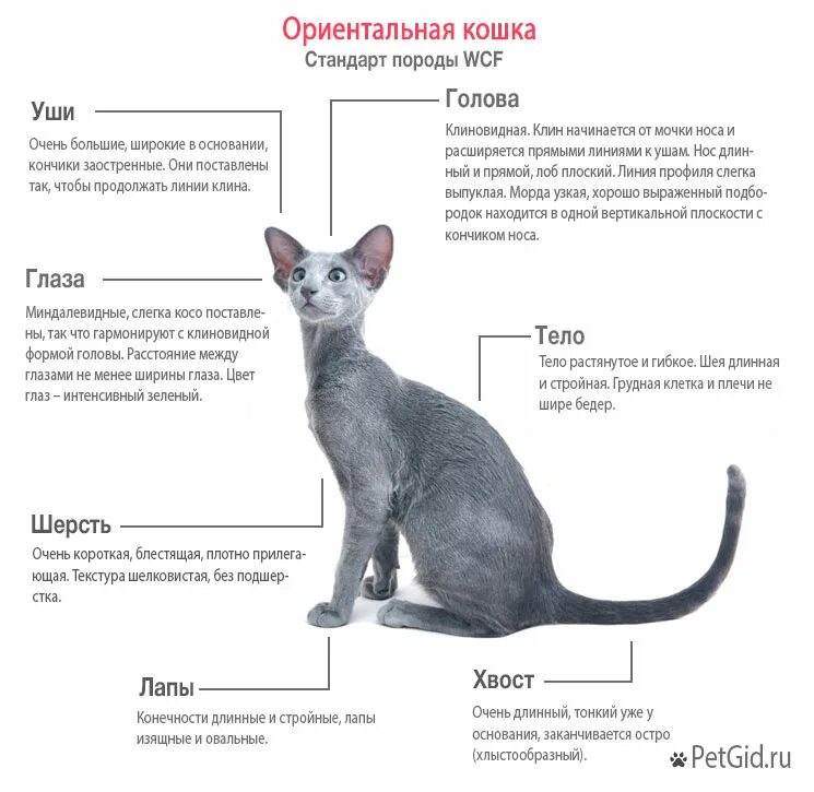 Турецкий Ван - Описание породы, характеристики и особенности этой красивой кошки