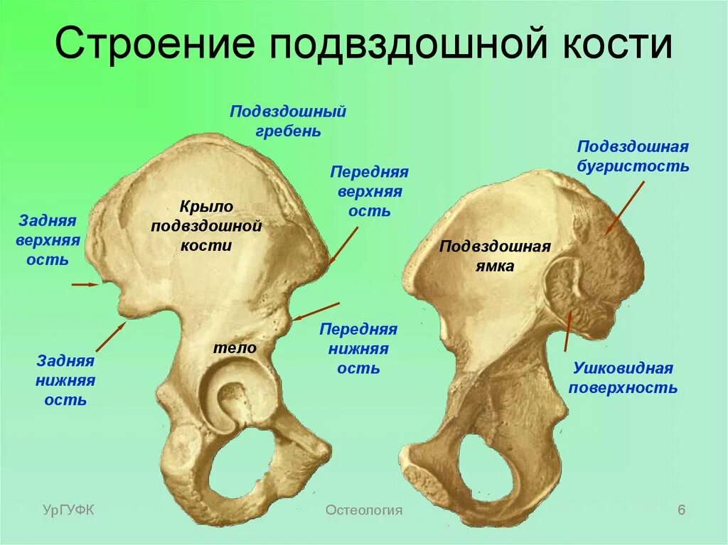 Лобковая и седалищная кости полуподвижные. Строение крыла подвздошной кости. Гребень подвздошная кость анатомия. Подвздошная кость передняя верхняя ость. Подвздошная кость анатомия человека.