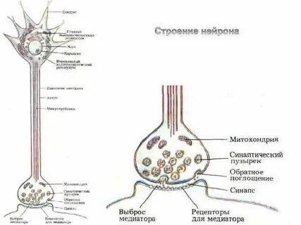 Особый структуры