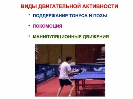 Какие виды двигательной активности характерны для желудка