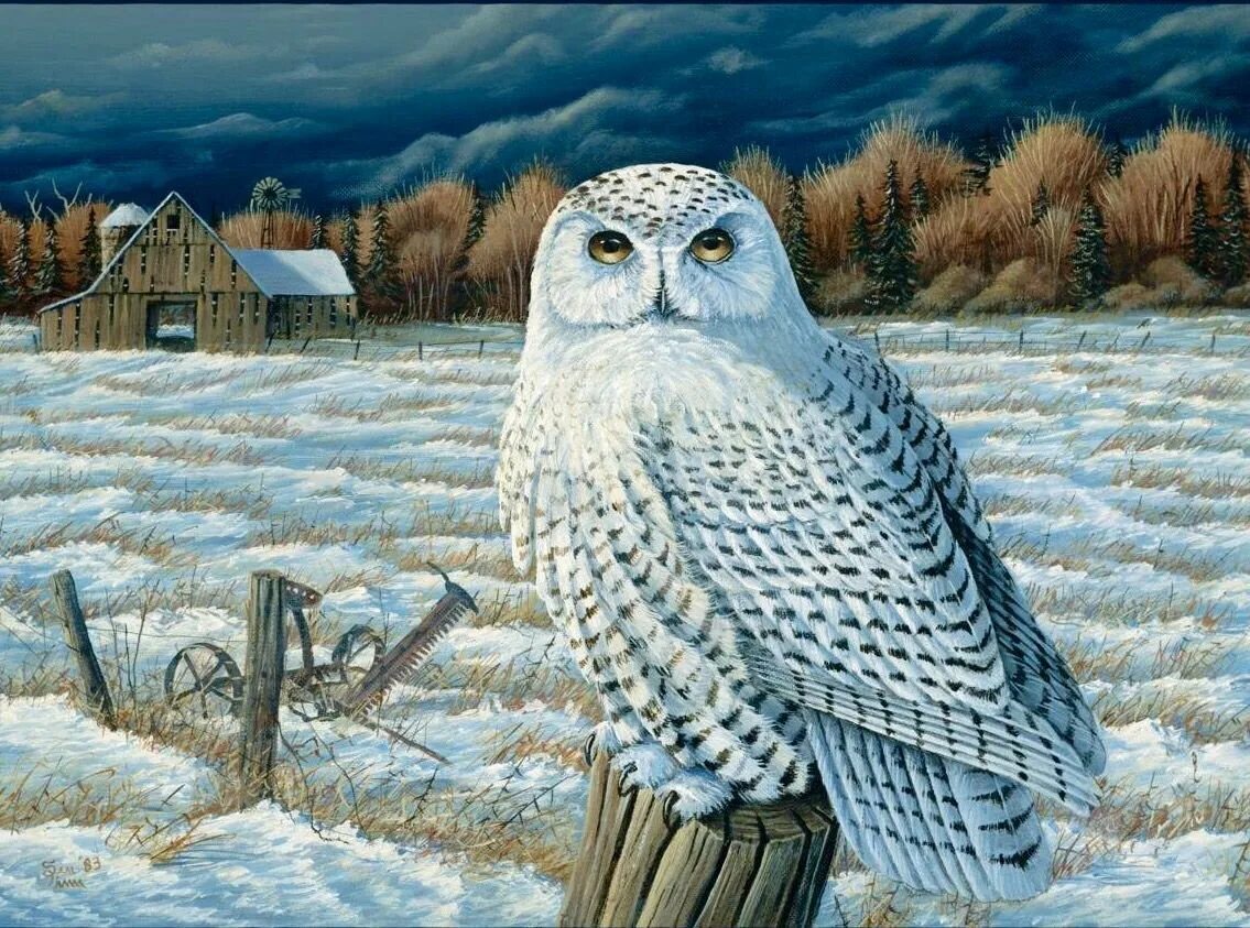 Сова на заливе. Художник Тимм Сэм (Timm Sam). Sam Timm американский художник. Robert Bateman Сова. Художник Микаэль Сова зима.