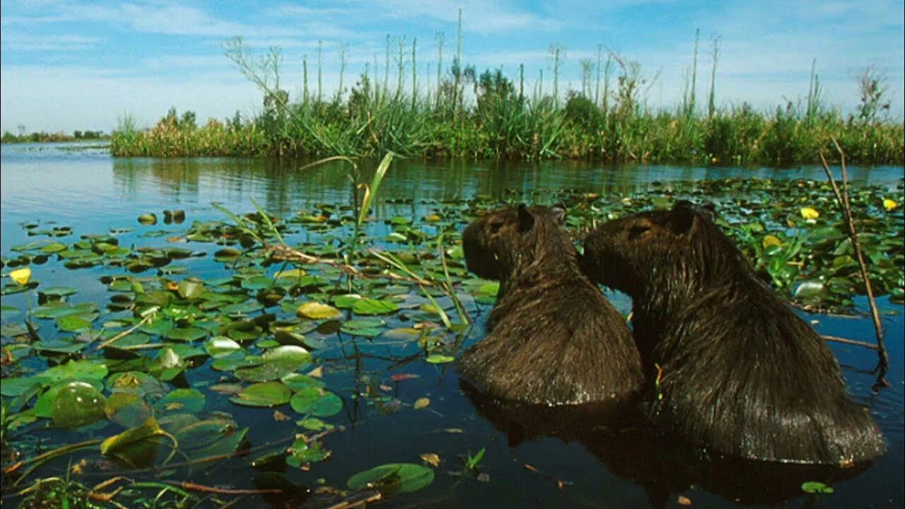 Медведи в болоте. Эстерос дель Ибера. Васюганские болота заповедник животные.