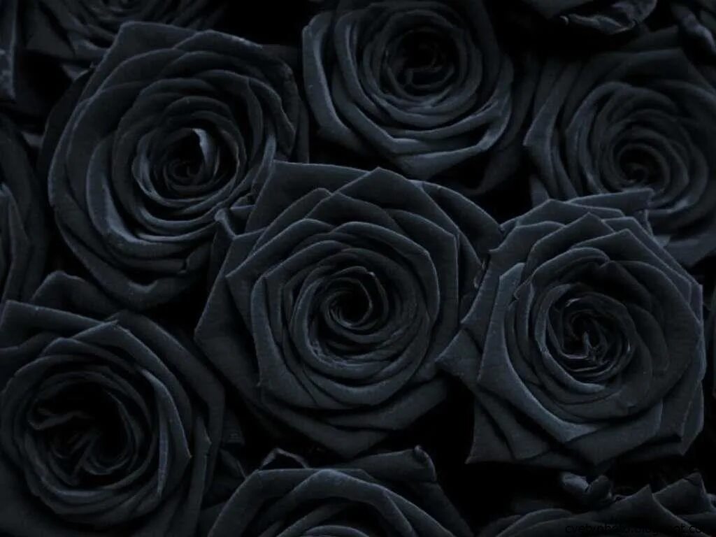Фото темных тонов. Черная роза. Эстетика чёрного цвета. Чёрная роза цветок. Темные цветы.