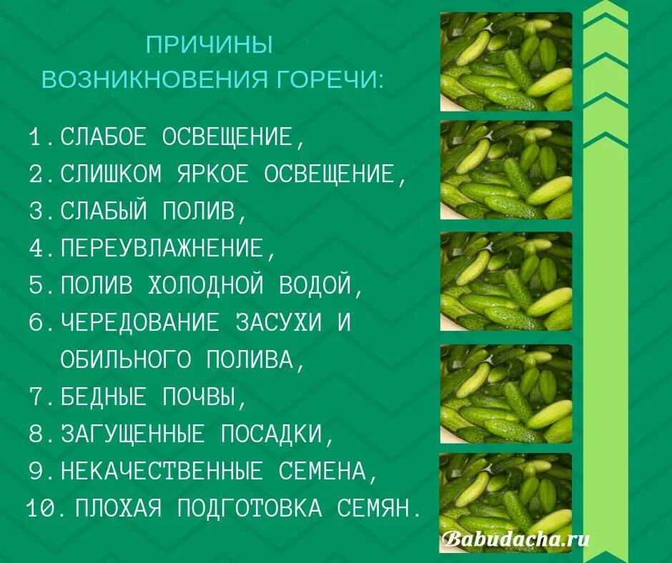 Почему горькие огурцы на грядке. Огурцы горькие причина. Огурцы горчат причина. Почему горькие огурцы в теплице.