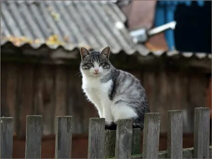 C иски