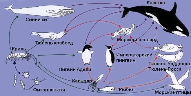Тюлень консумент какого порядка. Цепь питания морских обитателей. Пищевая цепь. Пищевая цепочка схема. Пищевая сеть экосистемы море.