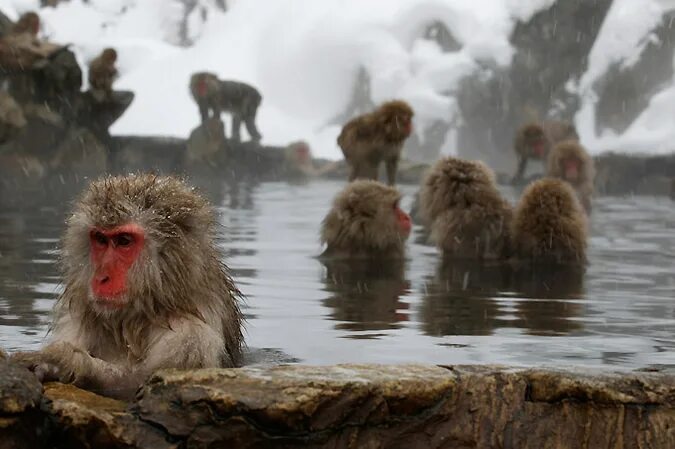 Парк Джигокудани. Парк обезьян Дзигокудани. Парк снежных обезьян Джигокудани. Обезьяний парк Дзигокудани, Япония. Купание обезьяны в теплой все песни